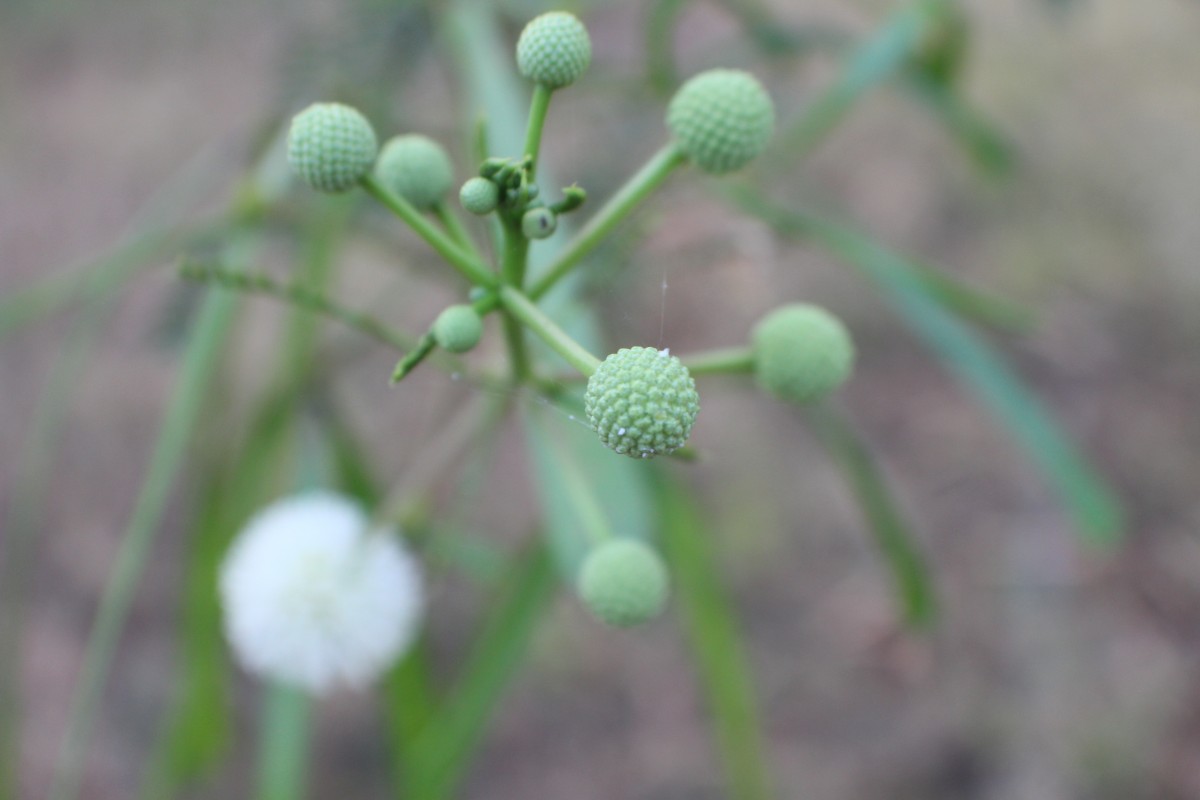 Leucaena leucocephala (Lam.) de Wit